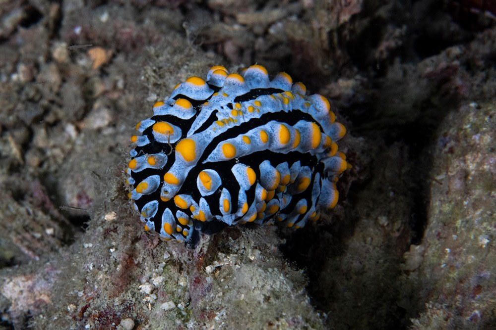 Nakalay Reef